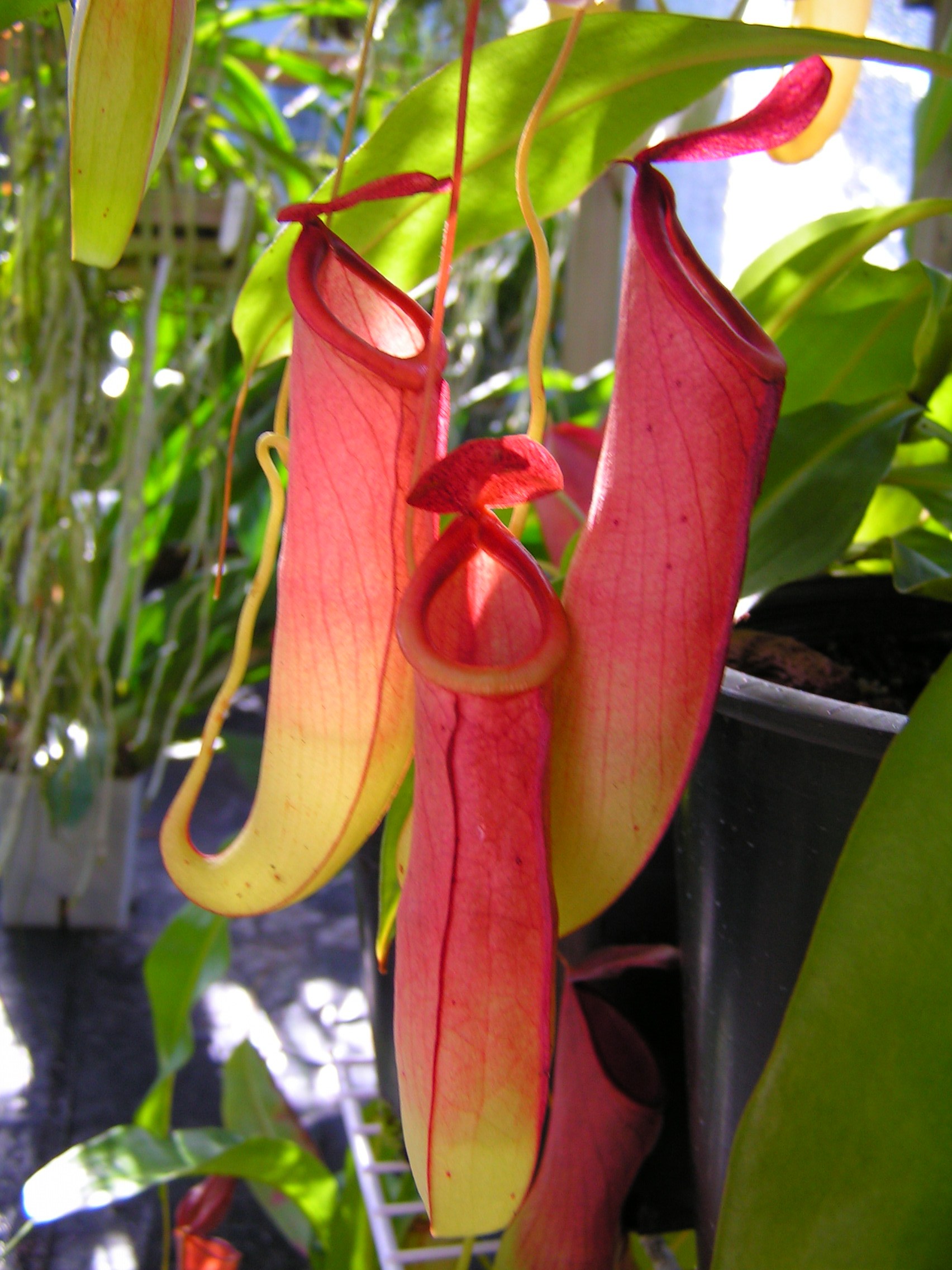 Nepenthes mirabilis photos